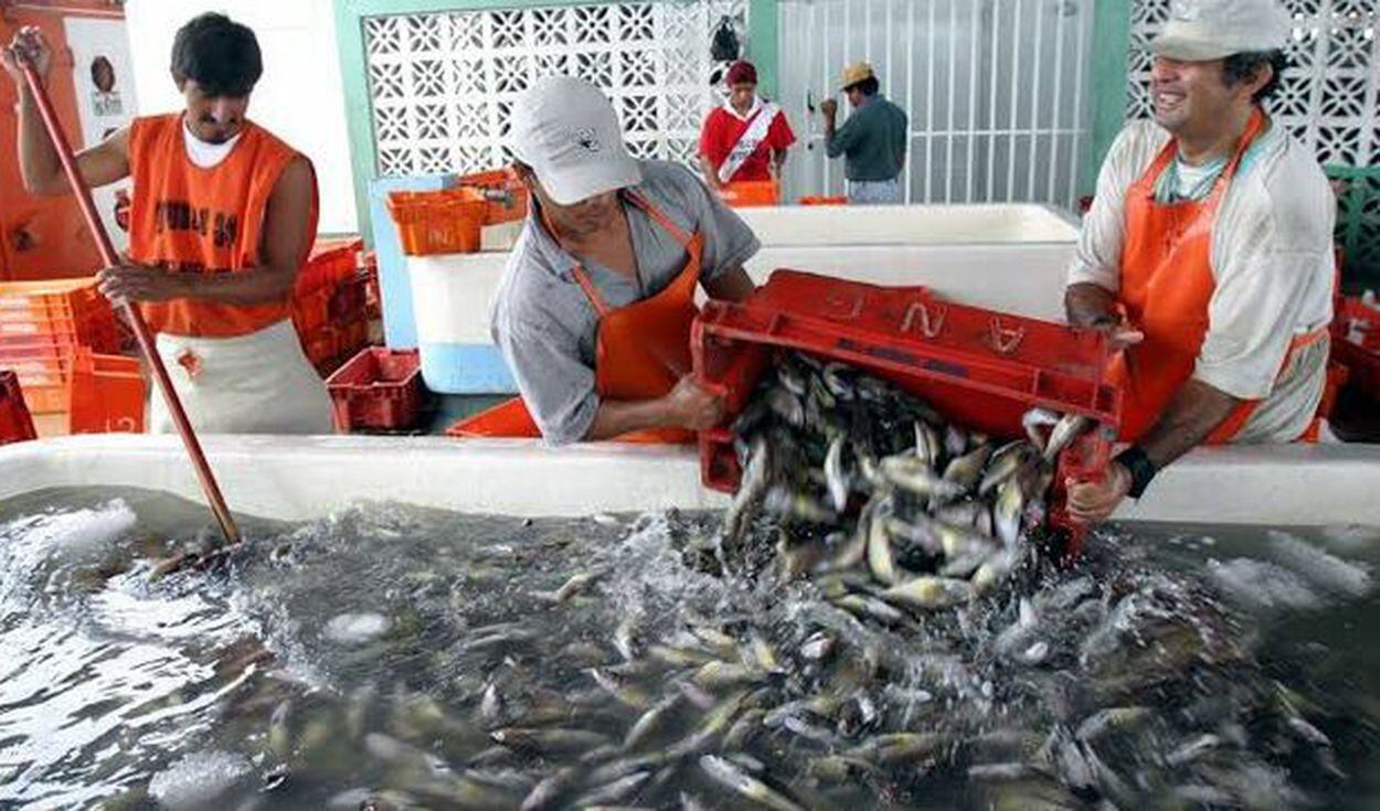 Anchoveta Perú